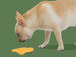 강아지 구토, 증상과 원인 및 해결방안