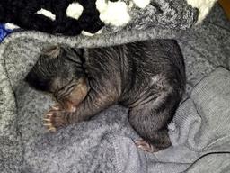 집 앞에 버려진 검은 강아지..알고보니 한 달 된 아기곰