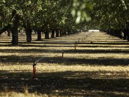 캘리포니아, 첨단 수자원 시스템 통해 아몬드 및 농작물 생산량 증가