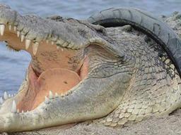 인니 '목에 타이어 낀 악어' 구출 작전에 호주 전문가 나서