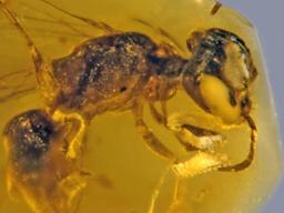 1억 년 전 ‘꿀빨다’ 호박에 갇힌 <strong>백악기</strong> 꿀벌과 기생충