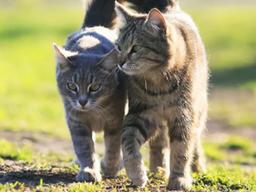 ‘몸집 작은 외톨이 포식자’ 고양이를 위한 5대 행복 조건