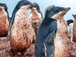 남극 <strong>기온</strong>이 '20도'…진흙에 뒤덮인 펭귄들의 충격적인 모습