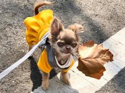 "후..견생이란.." 생후 <strong>124</strong>일 차 개린이가 말하는 견생 쓴맛