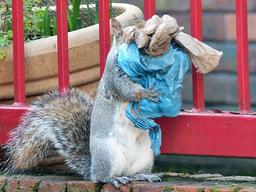 버려진 비닐로 집 짓는 도심 다람쥐…동물 위협하는 <strong>플라스틱</strong> <strong>쓰레기</strong>