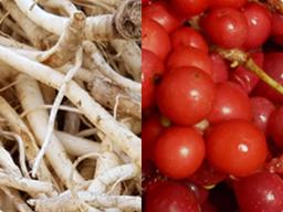 폐 건강에 좋은 토종약초 2종 보고 가세요