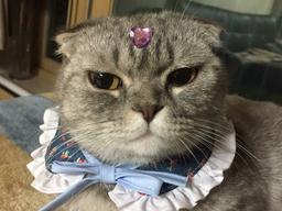 "집사야. 불 꺼"..<strong>스크래처</strong> 안에서 인형 꼭 껴안고 잘 준비하는 고양이