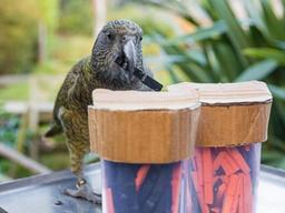 앵무새도 사람처럼 확률 따진다…최대 보상 얻으려 숫자 세고 예측