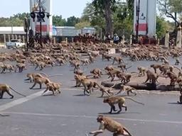 태국서 원숭이 수백마리 '패싸움'…관광객 급감에 <strong>먹이</strong> 줄어서?