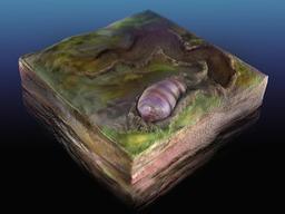 인간 포함 모든 동물 '조상' 5억5천500만년 전 <strong>화석</strong> 발굴