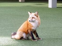 ‘멸종위기종 1급’ <strong>여우</strong>, 청주 아파트 단지서 포획