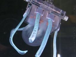 로봇손이 <strong>해파리</strong>를 꽉 쥐고 옮길 수 있을까?