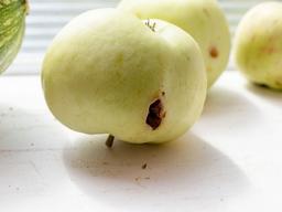 벌레가 먼저 먹은 친환경농산물 “<strong>파이토케미컬</strong> 더 많다”