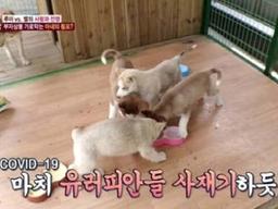 '동물농장', 코로나19 자막 썼다가 사과 "제작진의 명백한 잘못" [전문]