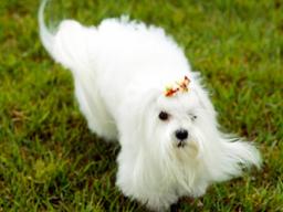 산책중 말티스에 물렸는데 "자해"라는 견주…벌금 200만원