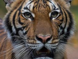 호랑이도 "콜록콜록"…<strong>코로나</strong> 감염 세계 첫 확인