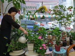 왜 미용실·부동산중개업소에선 식물이 잘 자랄까요?