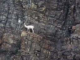 산양·도마뱀을 모방해 탄생한 것은?