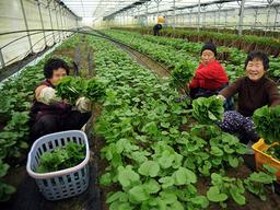 [나눔과 배려 캠페인] <strong>곰취</strong>하면 '양구'죠