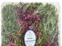 [나눔과 배려 캠페인]지금은 새싹채소 전성시대 ‘<strong>산청</strong> 새싹채소’