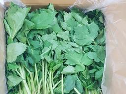 [나눔과 배려 캠페인]봄식탁 책임지는 ‘삼척 어수리’