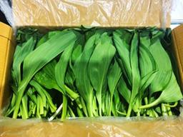 [나눔과 배려 캠페인] 성인병 예방에 좋은 ‘<strong>화천</strong> 명이나물’