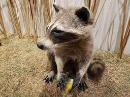 라쿤을 방생하면 안 되는 이유