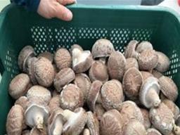 [나눔과 배려 캠페인]감칠맛 높이는 ‘거제 송이향<strong>표고</strong><strong>버섯</strong>’