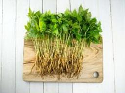 [나눔과 배려 캠페인]수삼보다 <strong>사포닌</strong> 많은 ‘거제 새싹인삼’