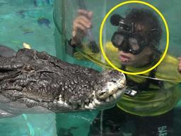 세계에서 가장 큰 악어 보기 위해 인간이 만든 '관광코스' 이렇습니다