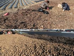 "공짜로 주워가기 미안해요"…밤새 동이 난 <strong>감자</strong> 더미