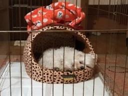 [더오래]귀엽고 착한 우리 강아지가 무지개 다리 건넌다니…