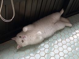 ‘오조리 청소요정’ 히끄아부지가 코로나와 맞서는 법