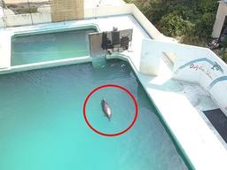 ‘세상에서 가장 외로운 돌고래’의 죽음…인간이 만든 잔혹한 결말