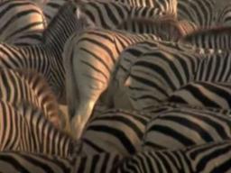 얼룩말 줄무늬는 위장용?