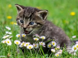 유튜버 갑수<strong>목장</strong> "채널 성장 시키고자 거짓 영상 찍어…죄송하다"