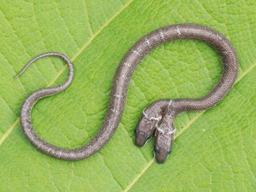 인도서 머리 두 개 달린 뱀 발견…“먹잇감 두고 서로 싸워”