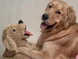 자신과 똑 닮은 인형 보자 웃으며 꼭 껴안아 주는 <strong>리트리버</strong>