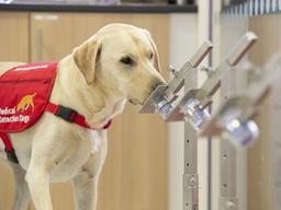 수영장 속 설탕 한 스푼 판별하는 개, 바이러스도 잡아낼까