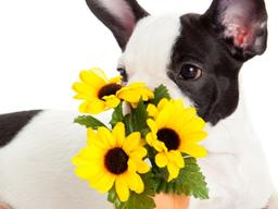 봄 '불청객' <strong>꽃가루</strong> "강아지도 알레르기 있어요" 대처법은?