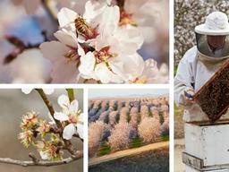 ‘세계 벌의 날’ 캘리포니아 아몬드협회, 꿀벌 보호를 위한 노력 지속