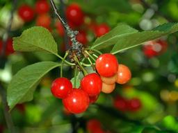 면역력에 중요한 수면, ‘타트 체리’로 늘린다