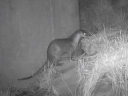 반도체공장 옆 하천에 수달이 산다…삼성이 만든 '수달 <strong>놀이터</strong>'