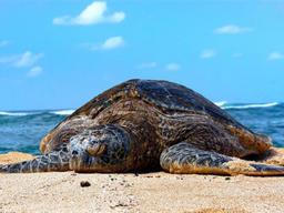 멈추면 보이는 지구…코로나 지나고 나면 더 큰 재앙 닥쳐온다