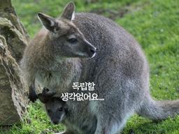 열심히 살았지만 <strong>어쩌다</strong> 보니 아직 ‘캥거루’입니다