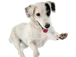 [펫카드] 강아지 <strong>관절</strong>염에 대한 모든 것…증상과 예방법