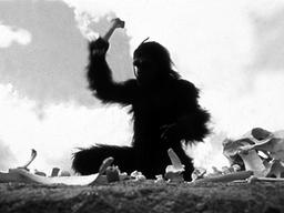 인류는 약해서 살아남았다? 협력은 분열 속에서도 가능?