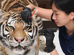 동물이 가죽을 남기면… “이렇게 되살려요”