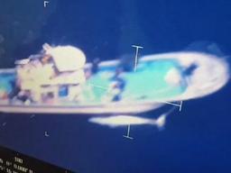 "밍크고래에 작살 꽂는 이유? 시가는 1억, 벌금은 100만원"