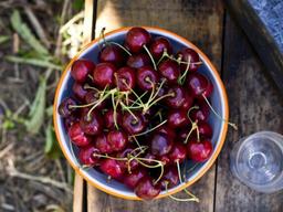 미국북서부체리의 시즌 시작…올해 첫 수확 체리 출시